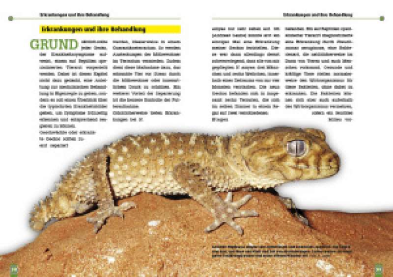 Preview: Der Große Raue Knopfschwanzgecko